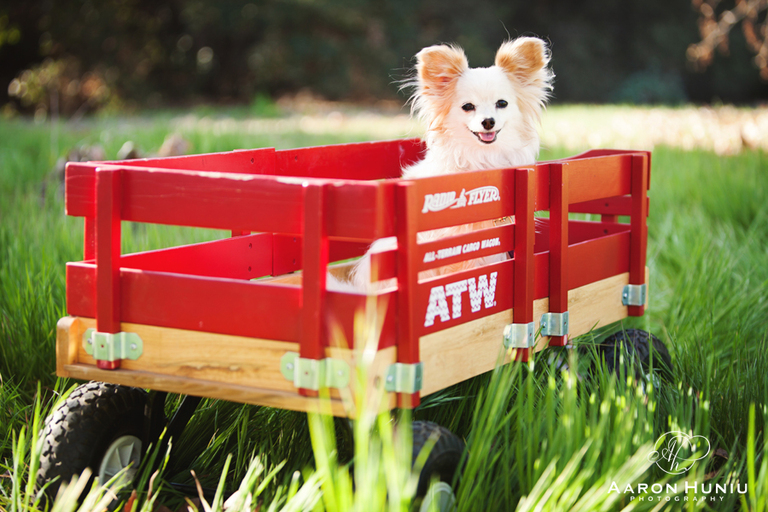 Family_Portraits_San_Diego_Photographer_La_Jolla_Aaron_Huniu_Photography_006