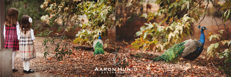 OC_Family_Portraits_Orange_County_Photographer_Domiguez_Family_012